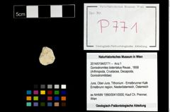Foto (Objekt + Etikett) von Goniodromites bidentatus (Reuss, 1858)  (NHMW-GEO-2014-0194-0771)